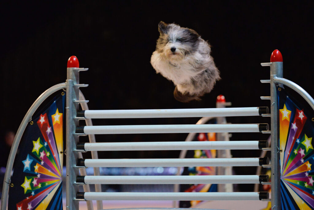 SuperDogs