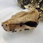 Reptile snake close-up from the Wildlife Festival Living Dragons at the 2023 Saskatoon EX
