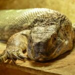 Reptile close-up from the Wildlife Festival Living Dragons at the 2023 Saskatoon EX