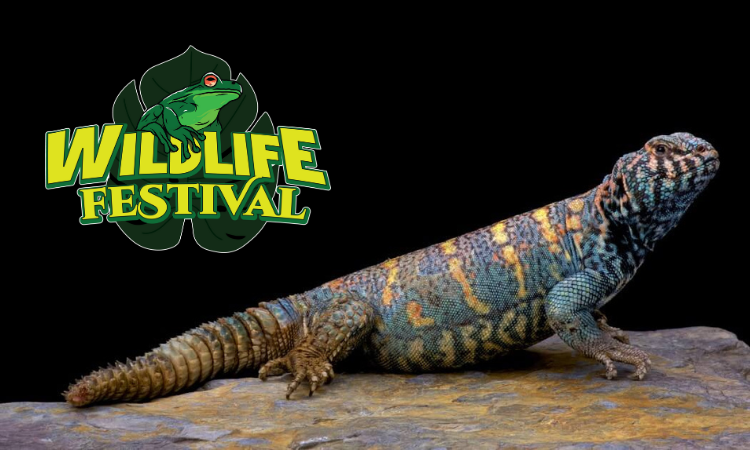 Wildlife festival reptiles at the 2023 Saskatoon EX